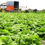Nabór wniosków do projektu pomoc dla młodych rolników